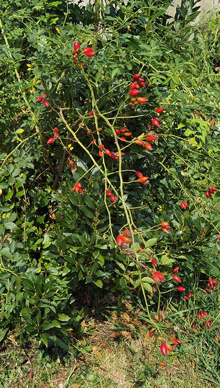Rosa canina